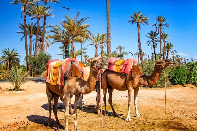 Camel Ride in the Oasis Palmeraie of Marrakech